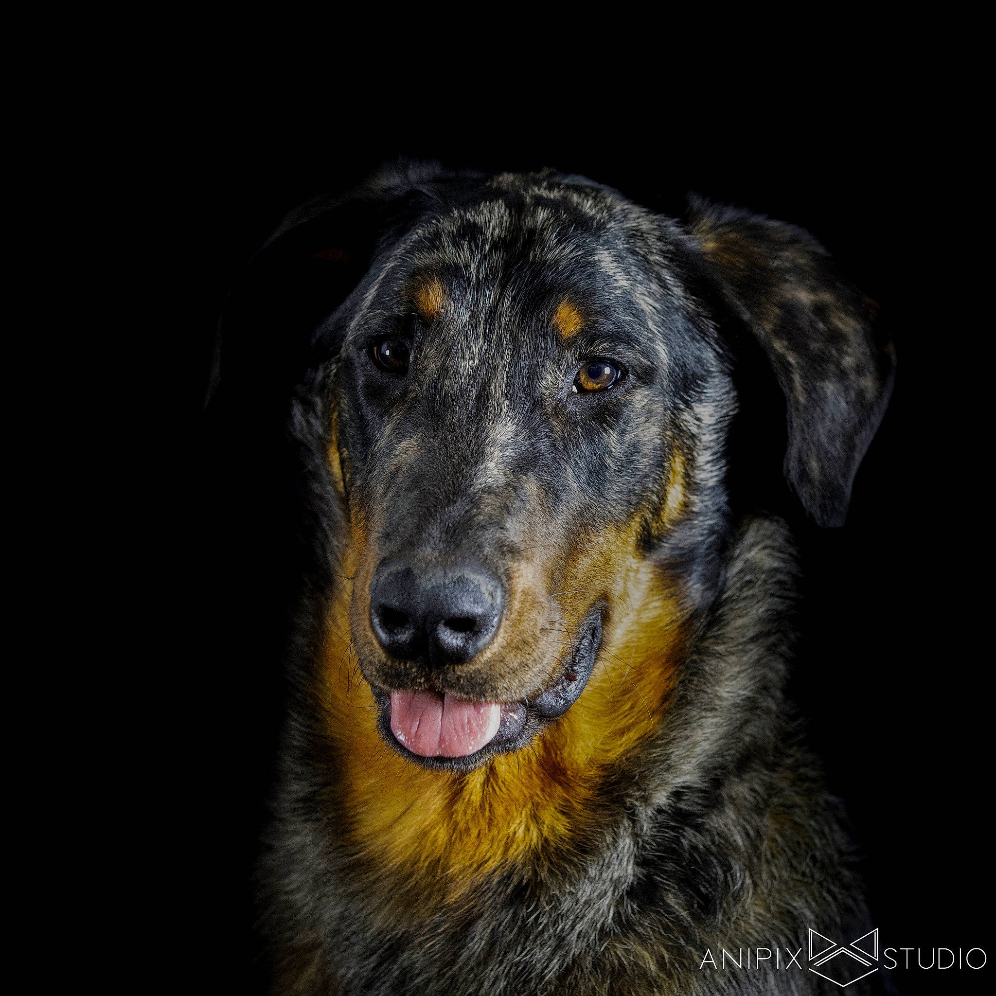 Pendragon participe au concours pour gagner de l'argent avec cette photo : beauceron, canidae, carnivore, dog, dog_breed, huntaway, mammal, snout, sporting_group, street_dog, vertebrate, whiskers