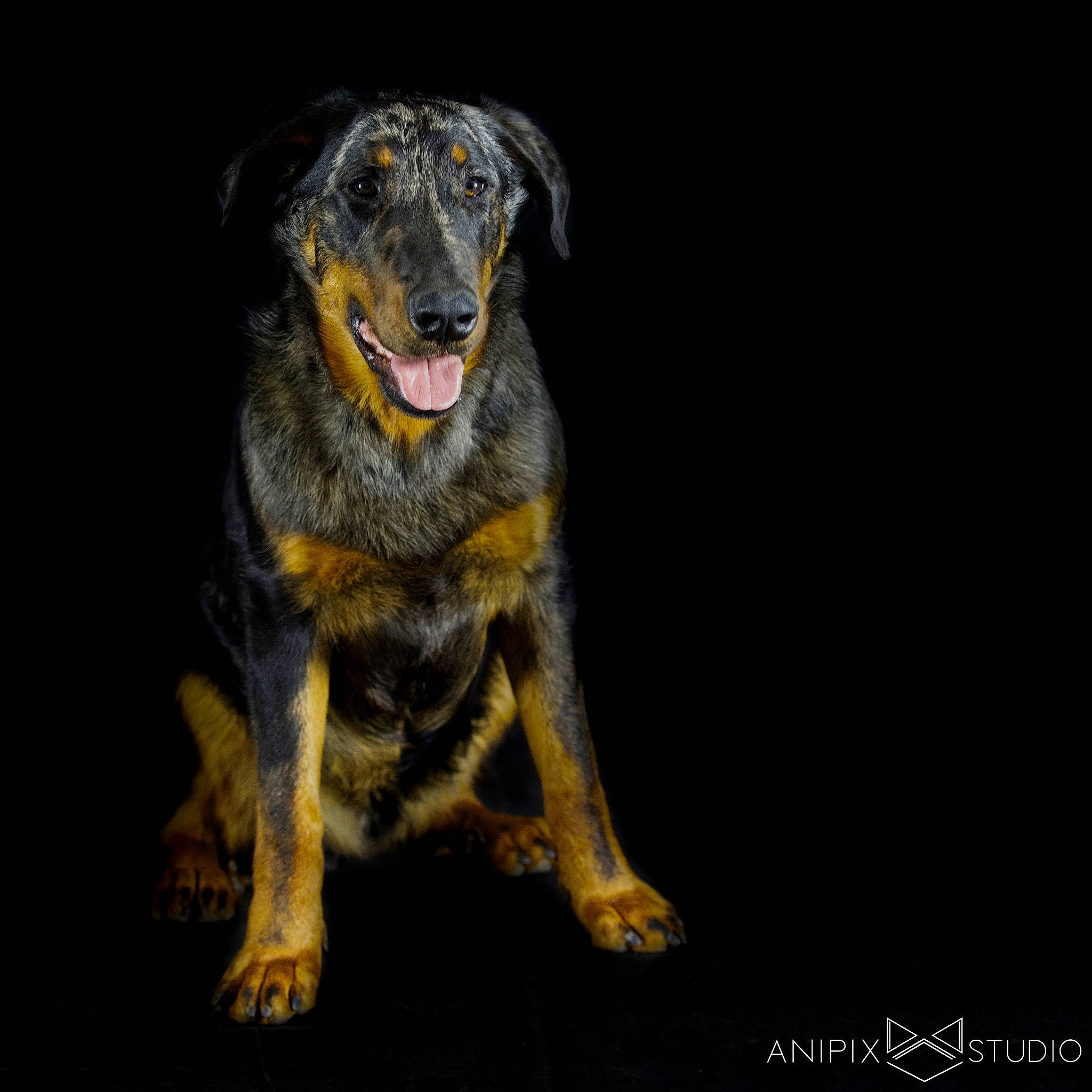Pendragon participe au concours pour gagner de l'argent avec cette photo : beauceron, canidae, carnivore, dog, dog_breed, guard_dog, hovawart, mammal, puppy, rottweiler, sporting_group, vertebrate, working_dog