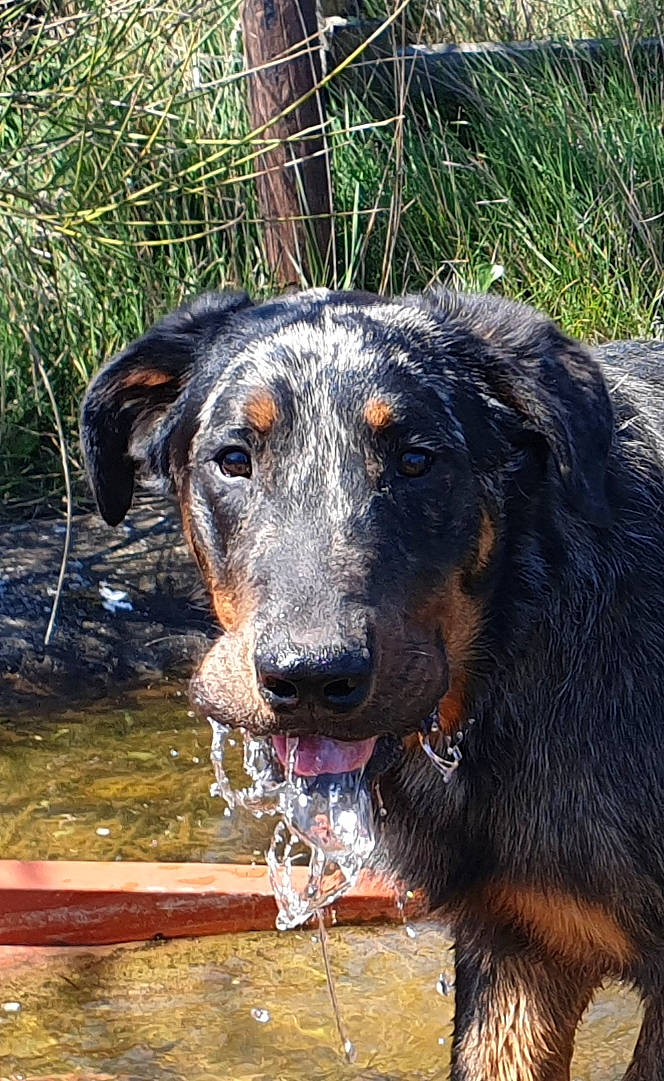 Pendragon a rejoint le concours — aidez-le/la à gagner de superbes lots ! beauceron, canidae, carnivore, dog, dog_breed, huntaway, mammal, snout, sporting_group, vertebrate