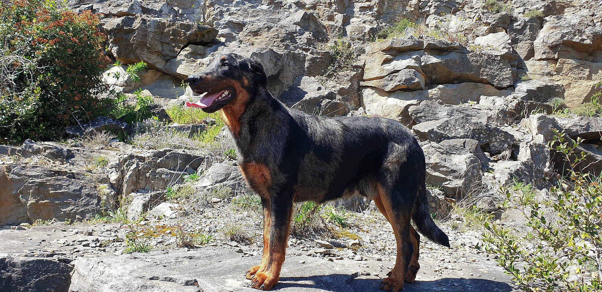Pendragon participe au concours pour gagner de l'argent avec cette photo : black_and_tan_terrier, canidae, carnivore, dog, dog_breed, hunting_dog, jagdterrier, mammal, rare_breed_dog, sporting_group, vertebrate