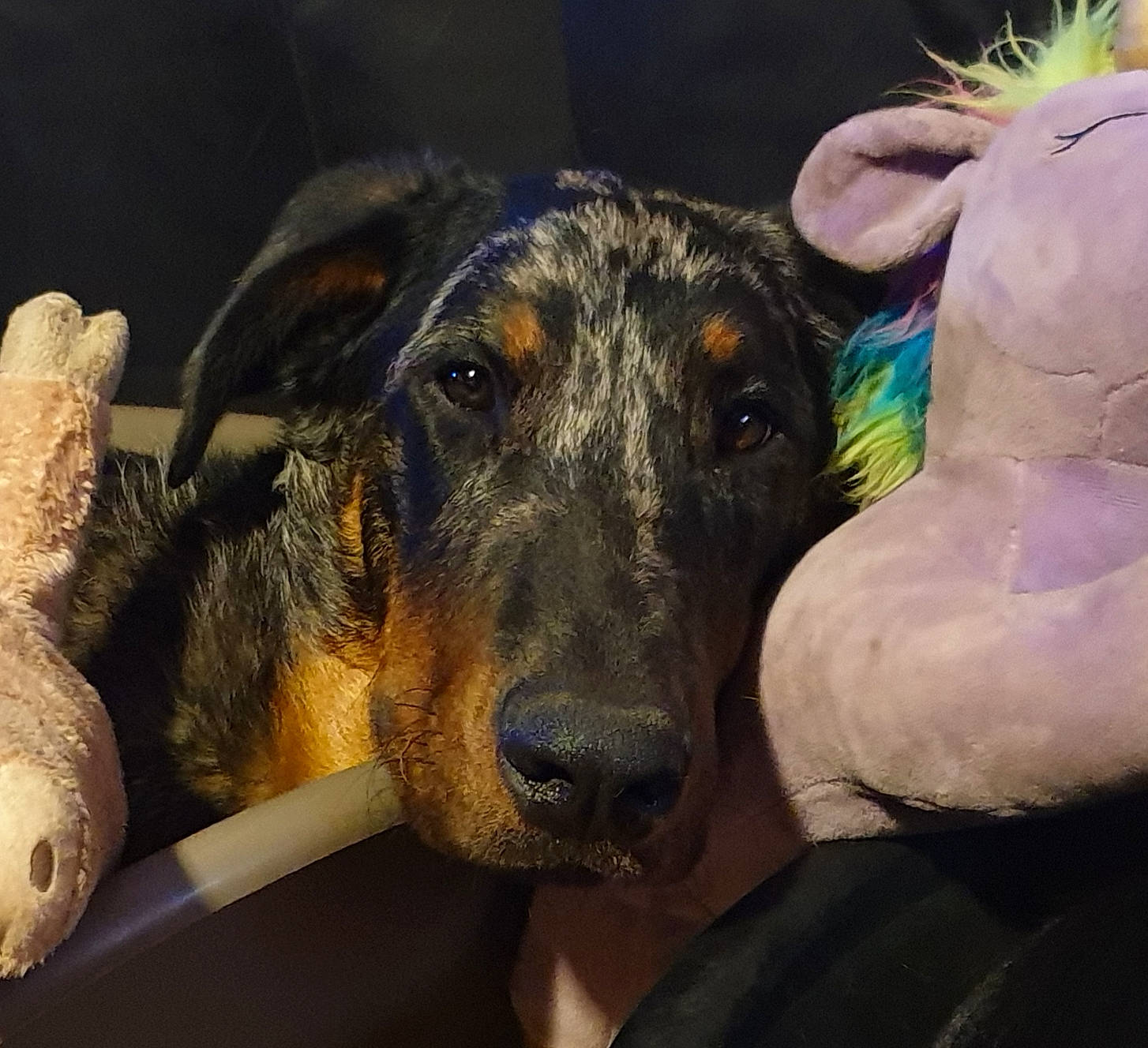 Pendragon participe au concours pour gagner de l'argent avec cette photo : canidae, carnivore, dog, dog_breed, ear, fawn, mammal, snout, sporting_group, vertebrate, working_dog