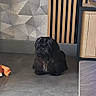 dog, black_dog, small_dog, fluffy, long_hair, sitting, indoor, floor, tile, toy, plush_toy, orange_toy, cabinet, wood, wall, modern_interior, home, furniture, portrait, pet