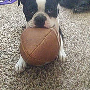 Buddie is registered to the contest to win money with this photo: dog, carpet, football, black_and_white, pet, indoor, animal, cute, playing, toy, lying_down, close_up, paw, snout, ears, looking_up, domestic, friendly, furry, companion