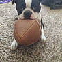 dog, carpet, football, black_and_white, pet, indoor, animal, cute, playing, toy, lying_down, close_up, paw, snout, ears, looking_up, domestic, friendly, furry, companion