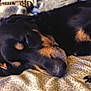 Rocky is registered to the contest to win money with this photo: dog, sleeping, black_and_tan, close_up, blanket, cozy, resting, fur, paw, indoors, pet, animal, canine, relaxing, bed, comfort, domestic, mammal, snout, quiet