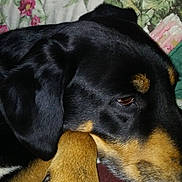 Rocky joined the competition — help win amazing prizes! dog, paw, black_fur, tan_fur, close_up, resting, sleepy, floral_blanket, indoor, pet, canine, fur_texture, animal, cozy, relaxing, soft_surface, brown_paw, detailed, portrait, companion