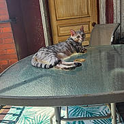 Tesla is registered to the contest to win money with this photo: cat, tabby_cat, striped_fur, pet, animal, lounging, lying_down, outdoor, patio, glass_table, wooden_door, brick_wall, chair, sunlight, shadow, home, terrace, patterned_floor, relaxed, photography