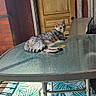 cat, tabby_cat, striped_fur, pet, animal, lounging, lying_down, outdoor, patio, glass_table, wooden_door, brick_wall, chair, sunlight, shadow, home, terrace, patterned_floor, relaxed, photography