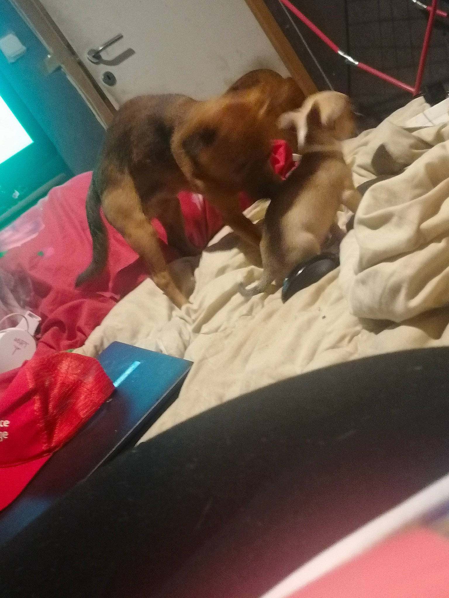 Maxou a rejoint le concours — aidez-le/la à gagner de superbes lots ! birth, canidae, carnivore, companion_dog, dog, dog_breed, ear, fawn, non_sporting_group, puppy, sporting_group