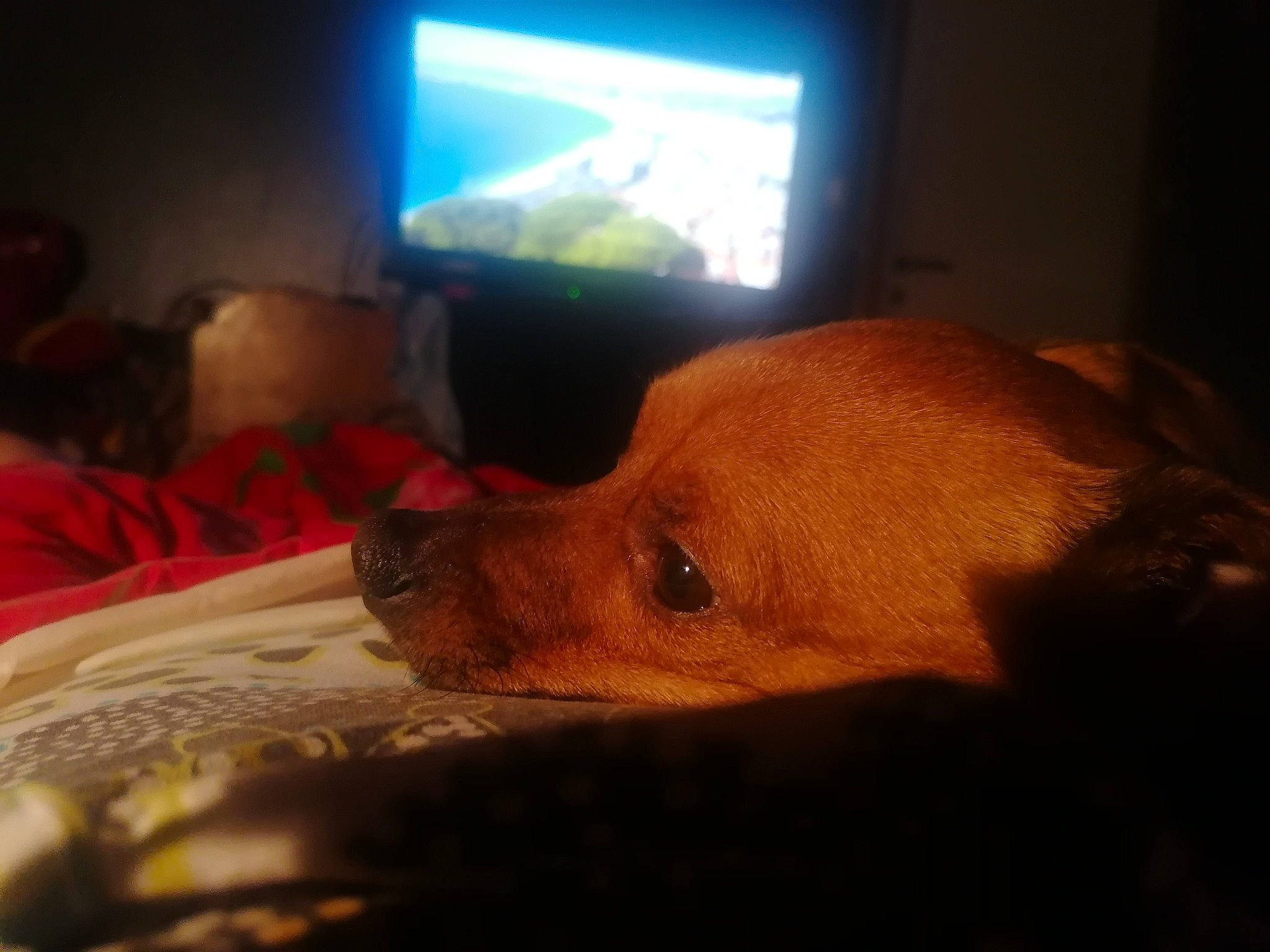 Maxou a rejoint le concours — aidez-le/la à gagner de superbes lots ! canidae, carnivore, companion_dog, dog, dog_breed, ear, nap, nose, puppy, puppy_love, snout, sporting_group