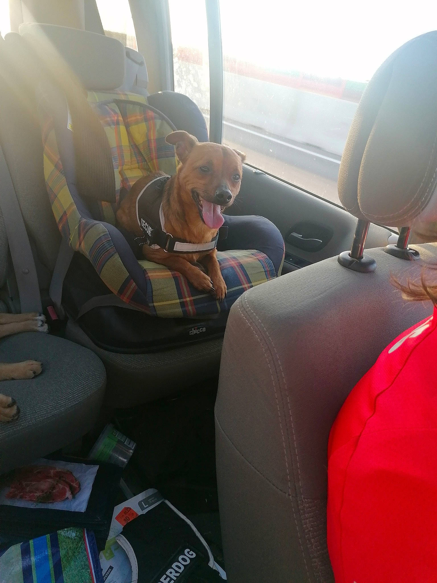 Maxou participe au concours pour gagner de l'argent avec cette photo : air_travel, airline, auto_part, automotive_design, automotive_exterior, car_seat, car_seat_cover, comfort, family_car, hat, head_restraint, luxury_vehicle, mode_of_transport, motor_vehicle, passenger, seat_belt, transport, vehicle, vehicle_door, window