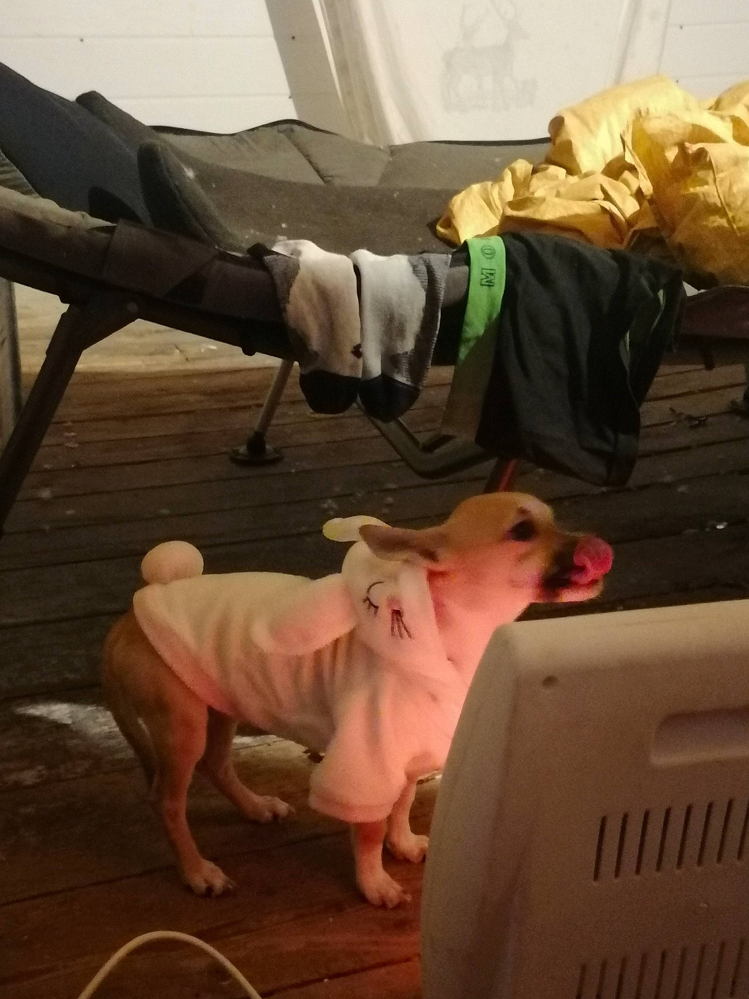 Simba a rejoint le concours — aidez-le/la à gagner de superbes lots ! american_bulldog, american_pit_bull_terrier, canidae, carnivore, dog, dog_breed, fawn, fictional_character, non_sporting_group, snout