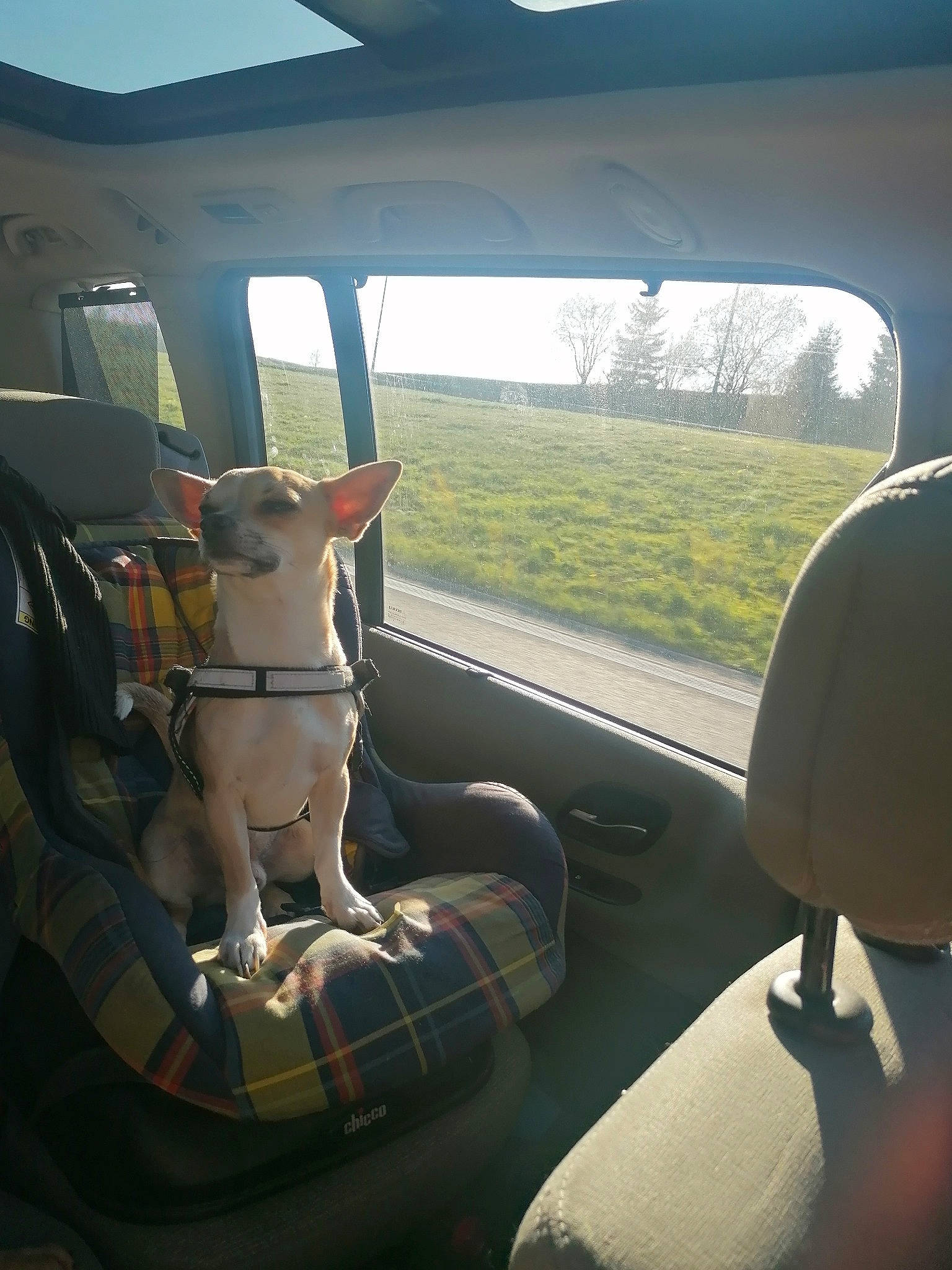 Simba a rejoint le concours — aidez-le/la à gagner de superbes lots ! auto_part, automotive_exterior, carnivore, comfort, companion_dog, dog, dog_breed, fawn, interior_design, mammal, mode_of_transport, motor_vehicle, sky, snout, tints_and_shades, tree, vehicle, vehicle_door, vertebrate, window