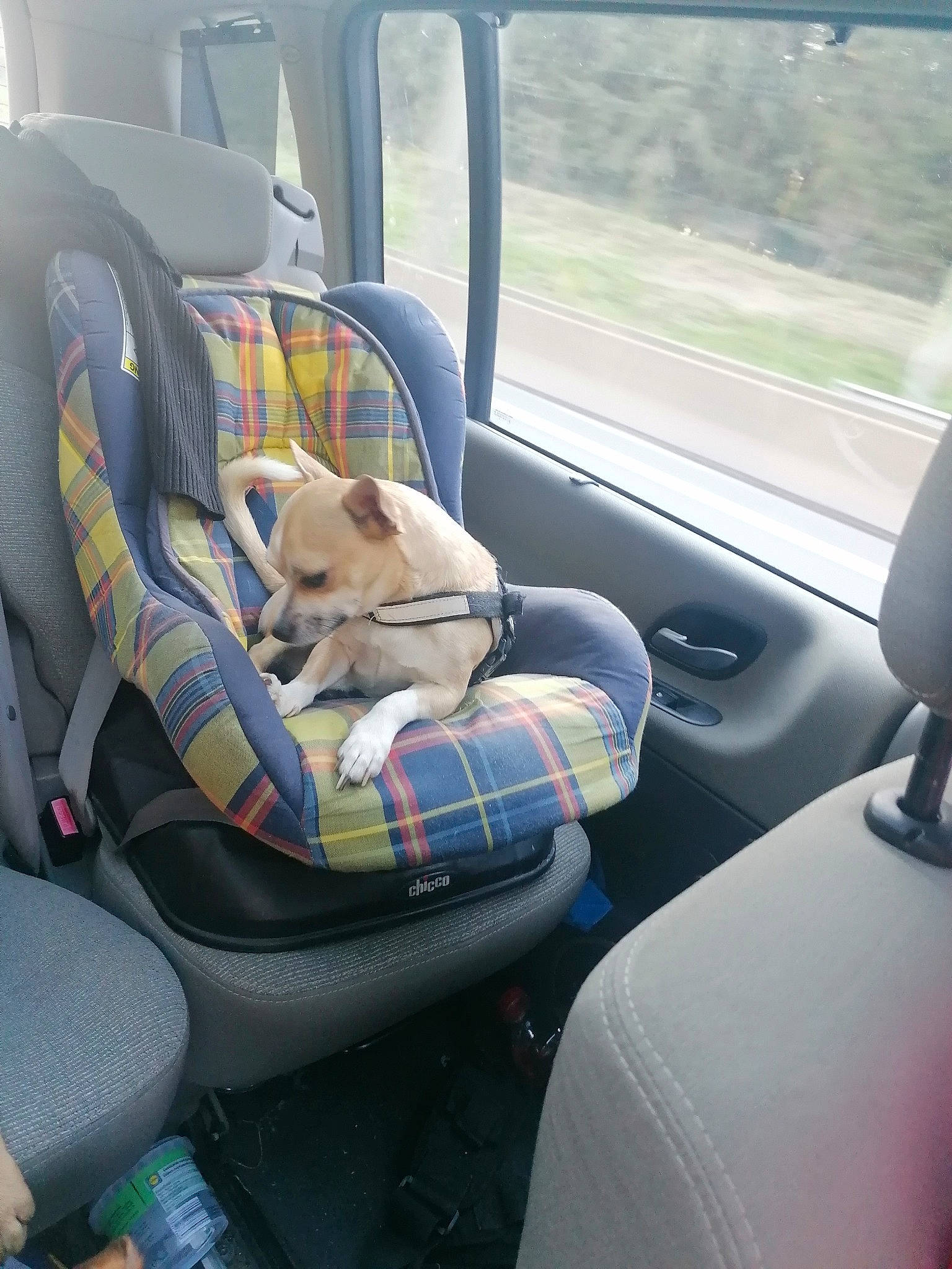 Simba a rejoint le concours — aidez-le/la à gagner de superbes lots ! auto_part, automotive_design, automotive_exterior, car, car_seat, car_seat_cover, carnivore, comfort, companion_dog, dog, dog_breed, family_car, head_restraint, mode_of_transport, motor_vehicle, sporting_group, steering_part, steering_wheel, vehicle, vehicle_door