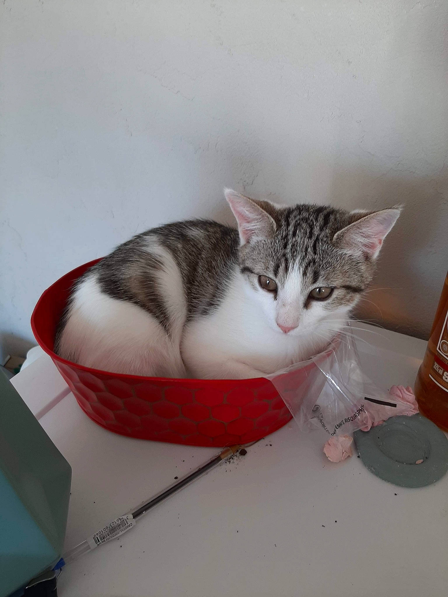 Hélium a rejoint le concours — aidez-le/la à gagner de superbes lots ! aegean_cat, american_shorthair, american_wirehair, asian, carnivore, cat, domestic_short_haired_cat, european_shorthair, felidae, kitten, small_to_medium_sized_cats, tabby_cat, whiskers