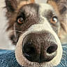 dog, close_up, nose, brown_eyes, fur, whiskers, denim, curious, pet, animal, muzzle, ears, portrait, snout, canine, furry, friendly, indoor, cute, focus