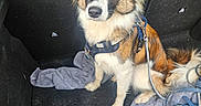 Pixel participe au concours pour gagner de l'argent avec cette photo : dog, car_interior, towel, leash, stick, pet, animal, fur, ears, eyes, sitting, seat, backseat, resting, vehicle, outdoor, brown, white, black, curious