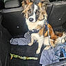 dog, car_interior, towel, leash, stick, pet, animal, fur, ears, eyes, sitting, seat, backseat, resting, vehicle, outdoor, brown, white, black, curious