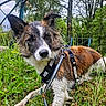 dog, wet_fur, grass, outdoor, nature, ears, leash, harness, trees, greenery, animal, canine, closeup, portrait, resting, muddy, adventure, summer, daylight, playful