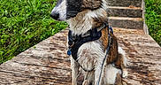 Pixel a rejoint le concours — aidez-le/la à gagner de superbes lots ! animal, canine, daylight, dog, fur, grass, greenery, harness, leash, nature, outdoor, park, pet, quiet, side_view, sitting, stairs, trees, wet_dog, wooden_boardwalk