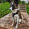 dog, wet_dog, leash, harness, wooden_boardwalk, stairs, greenery, outdoor, nature, trees, grass, pet, canine, animal, fur, sitting, side_view, daylight, park, quiet