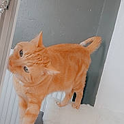 Carramel a rejoint le concours — aidez-le/la à gagner de superbes lots ! cat, orange_tabby, pet, feline, animal, fur, whiskers, ears, tail, standing, balancing, indoors, home, window, door, white_fabric, fluffy, gray_wall, portrait, playful
