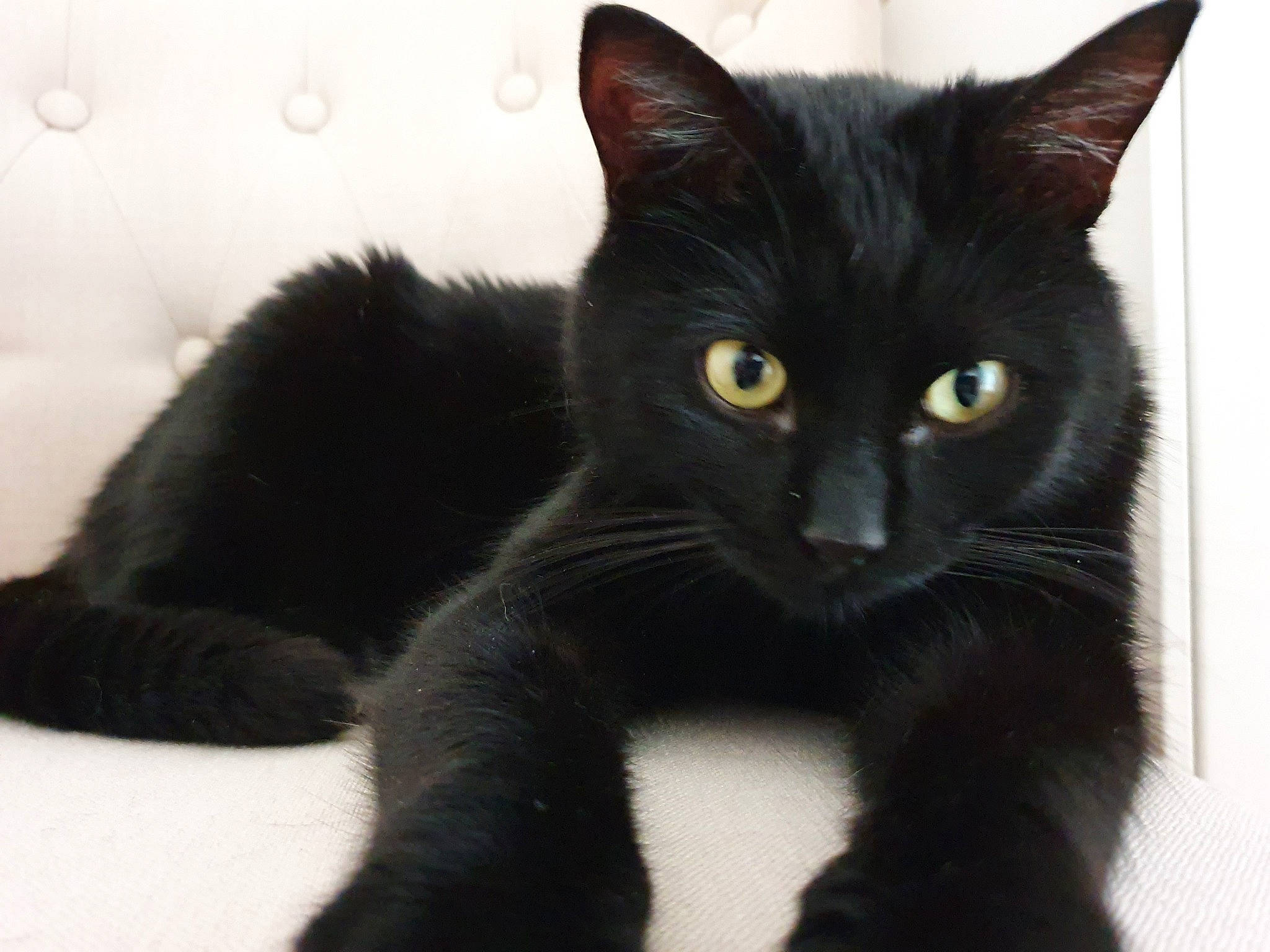 Saturne a rejoint le concours — aidez-le/la à gagner de superbes lots ! asian, black, black_cat, bombay, carnivore, cat, domestic_short_haired_cat, eye, felidae, fur, kitten, mammal, paw, polydactyl_cat, small_to_medium_sized_cats, tail, vertebrate, whiskers