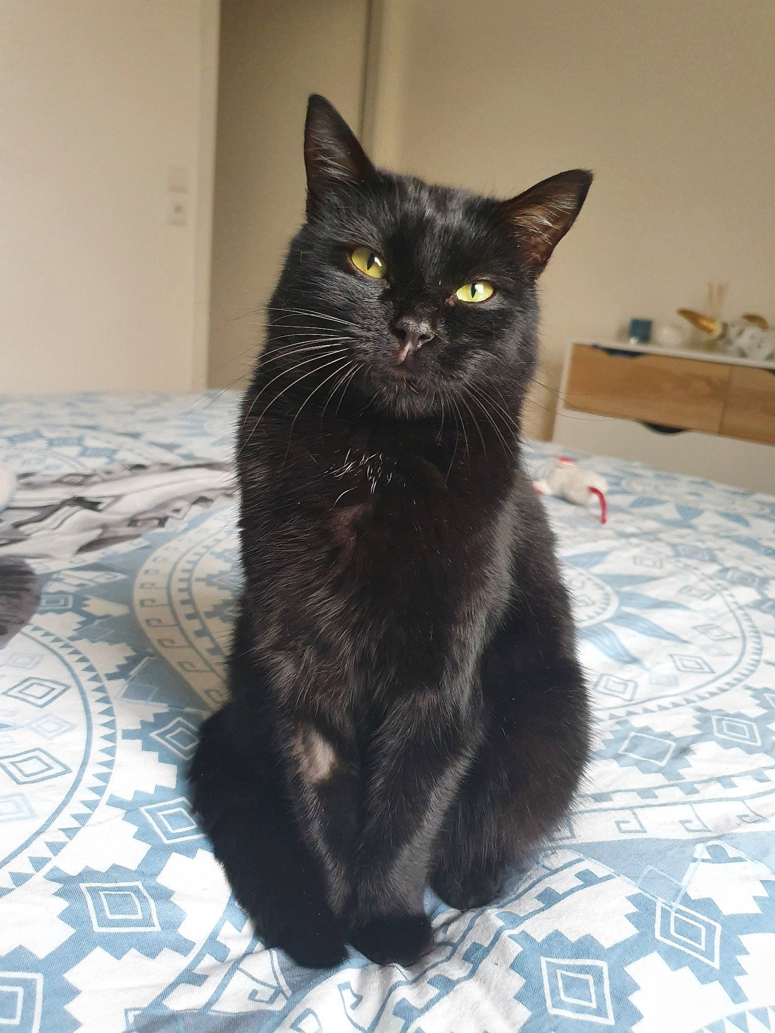 Saturne a rejoint le concours — aidez-le/la à gagner de superbes lots ! asian, black, black_cat, bombay, british_shorthair, burmese, carnivore, cat, chartreux, domestic_short_haired_cat, european_shorthair, felidae, korat, mammal, small_to_medium_sized_cats, snout, tail, vertebrate, whiskers