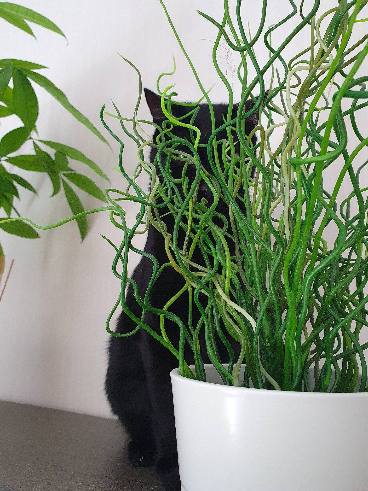 Saturne a rejoint le concours — aidez-le/la à gagner de superbes lots ! chives, flower, flowering_plant, flowerpot, grass, grass_family, herb, houseplant, plant, plant_stem, room