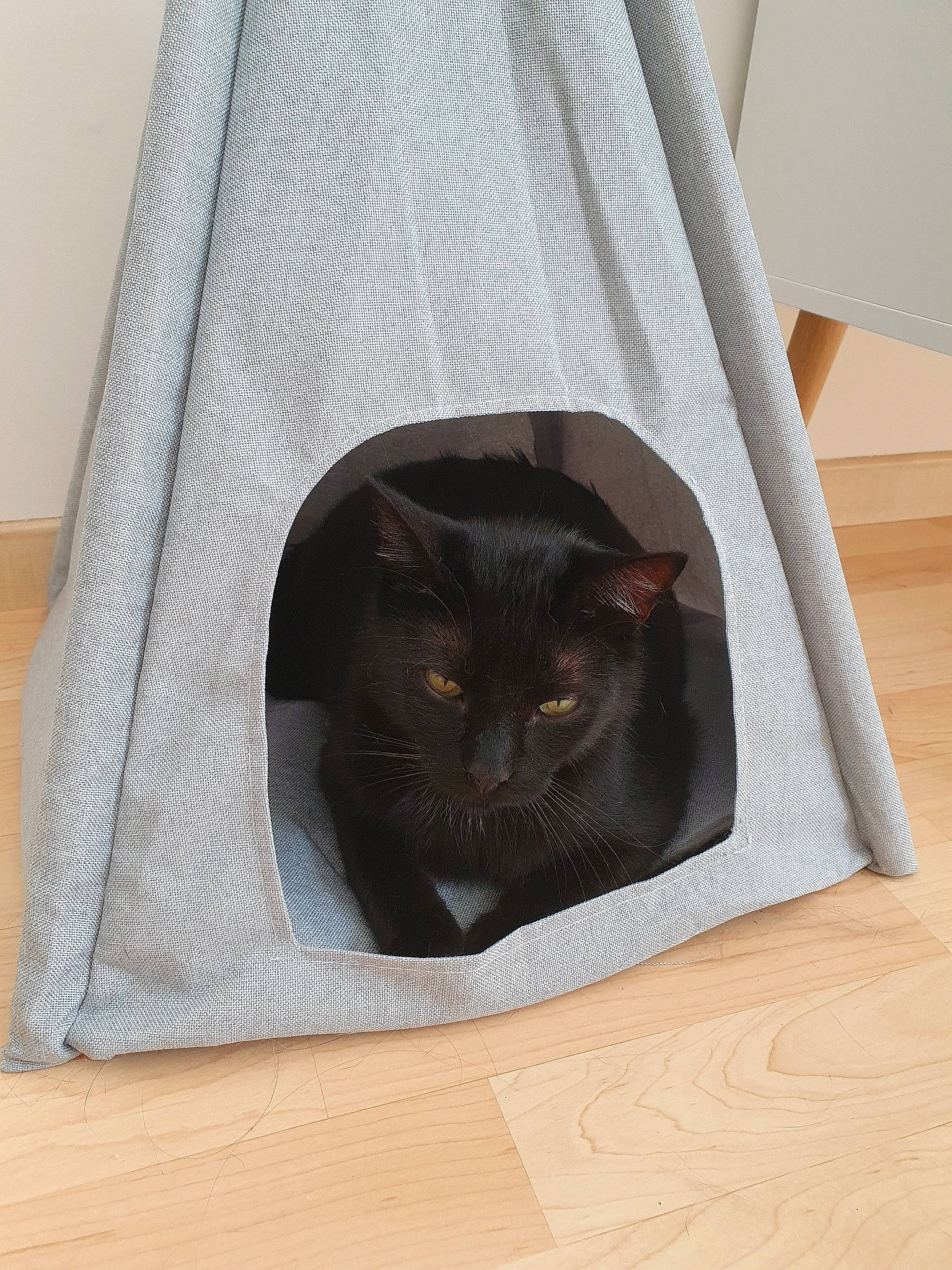 Saturne a rejoint le concours — aidez-le/la à gagner de superbes lots ! black, black_cat, british_shorthair, carnivore, cat, cat_bed, cat_furniture, cat_supply, chartreux, domestic_short_haired_cat, felidae, fur, korat, small_to_medium_sized_cats, snout, whiskers