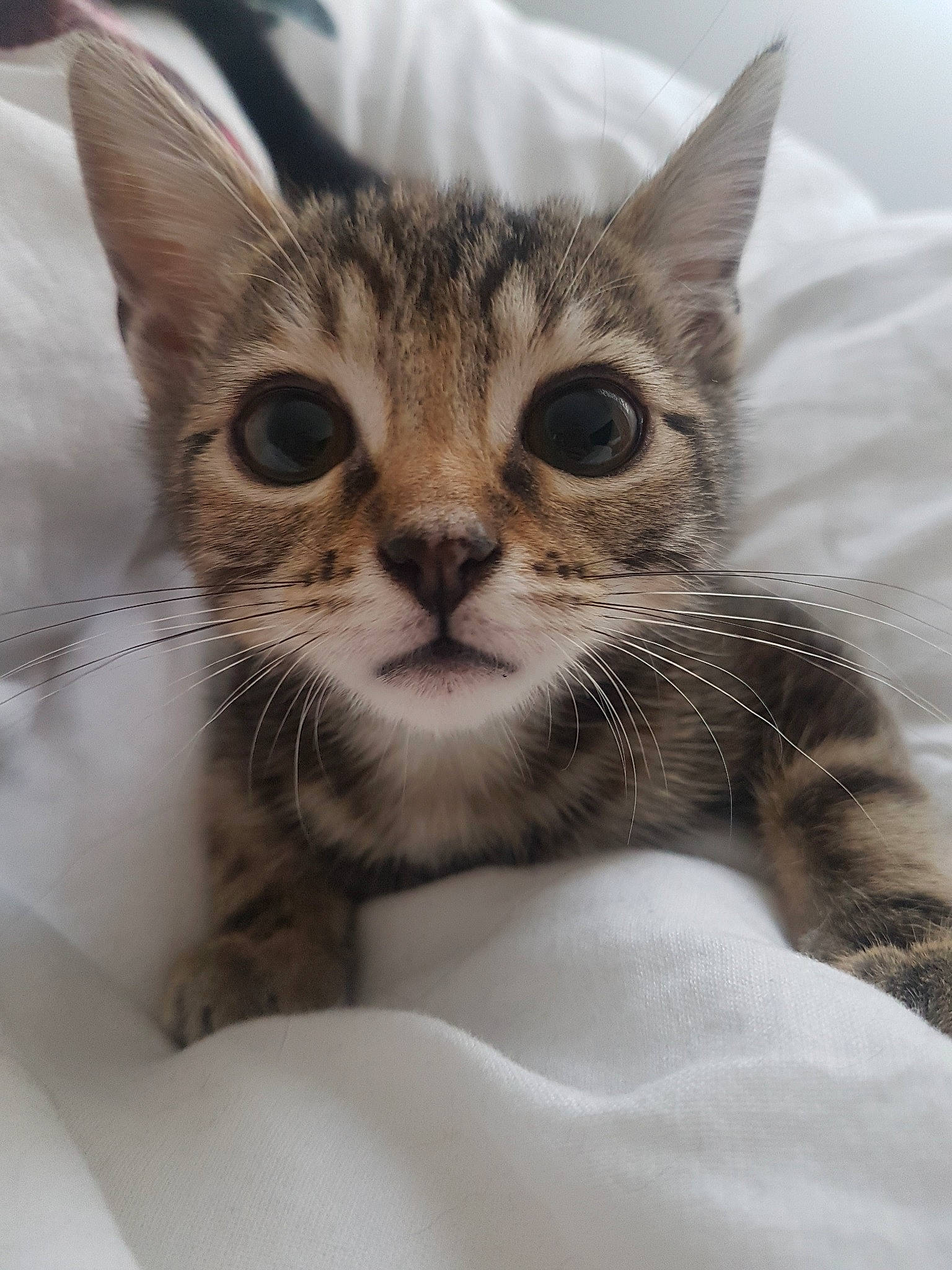 Opale participe au concours pour gagner de l'argent avec cette photo : aegean_cat, american_shorthair, american_wirehair, asian, australian_mist, carnivore, cat, domestic_short_haired_cat, dragon_li, egyptian_mau, european_shorthair, felidae, kitten, mammal, pixie_bob, small_to_medium_sized_cats, snout, tabby_cat, vertebrate, whiskers