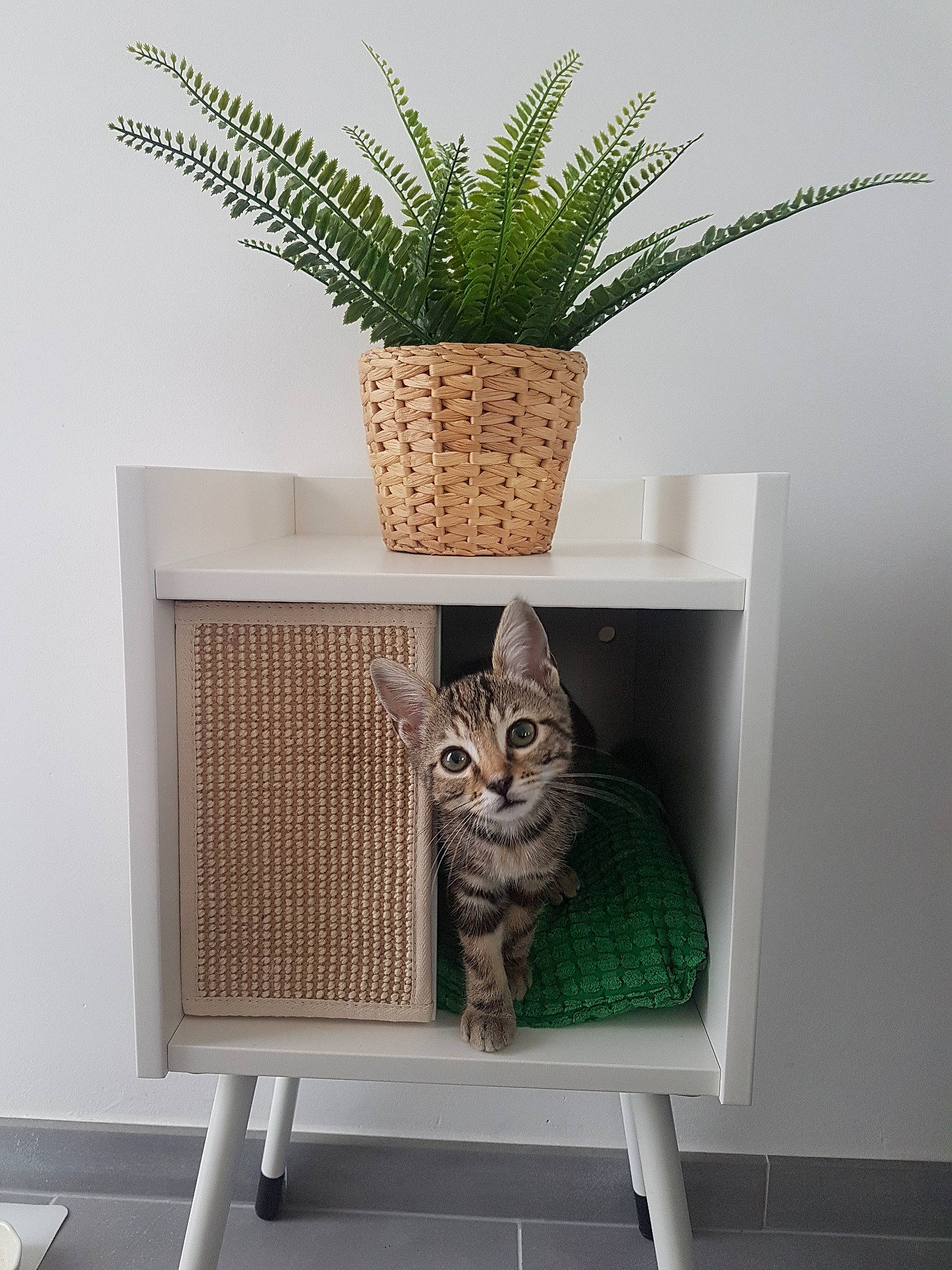 Opale participe au concours pour gagner de l'argent avec cette photo : cactus, cat, european_shorthair, felidae, flowerpot, furniture, grass_family, houseplant, interior_design, litter_box, ocicat, plant, room, shelf, small_to_medium_sized_cats, tabby_cat, table, whiskers, wicker, wood