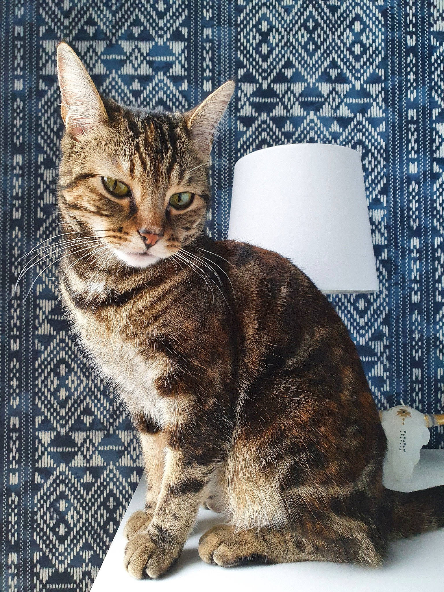 Opale participe au concours pour gagner de l'argent avec cette photo : aegean_cat, american_bobtail, american_shorthair, american_wirehair, asian, australian_mist, california_spangled, carnivore, cat, domestic_short_haired_cat, dragon_li, european_shorthair, felidae, mammal, ocicat, small_to_medium_sized_cats, tabby_cat, toyger, vertebrate, whiskers