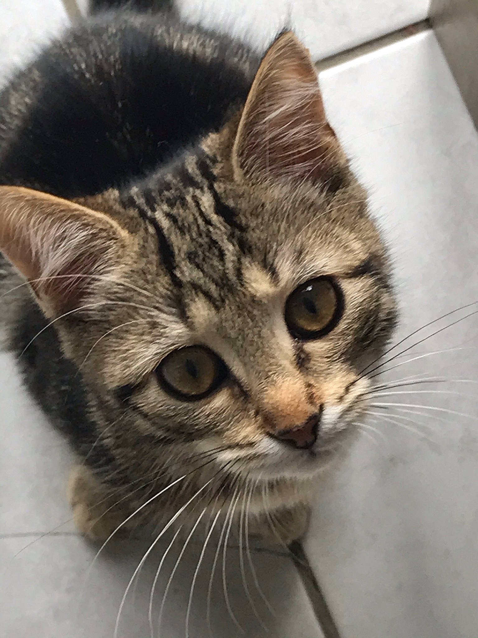 Rantaplan participe au concours pour gagner de l'argent avec cette photo : aegean_cat, american_shorthair, american_wirehair, asian, carnivore, cat, close_up, domestic_short_haired_cat, dragon_li, european_shorthair, eye, felidae, fur, kitten, mammal, nose, small_to_medium_sized_cats, snout, tabby_cat, whiskers