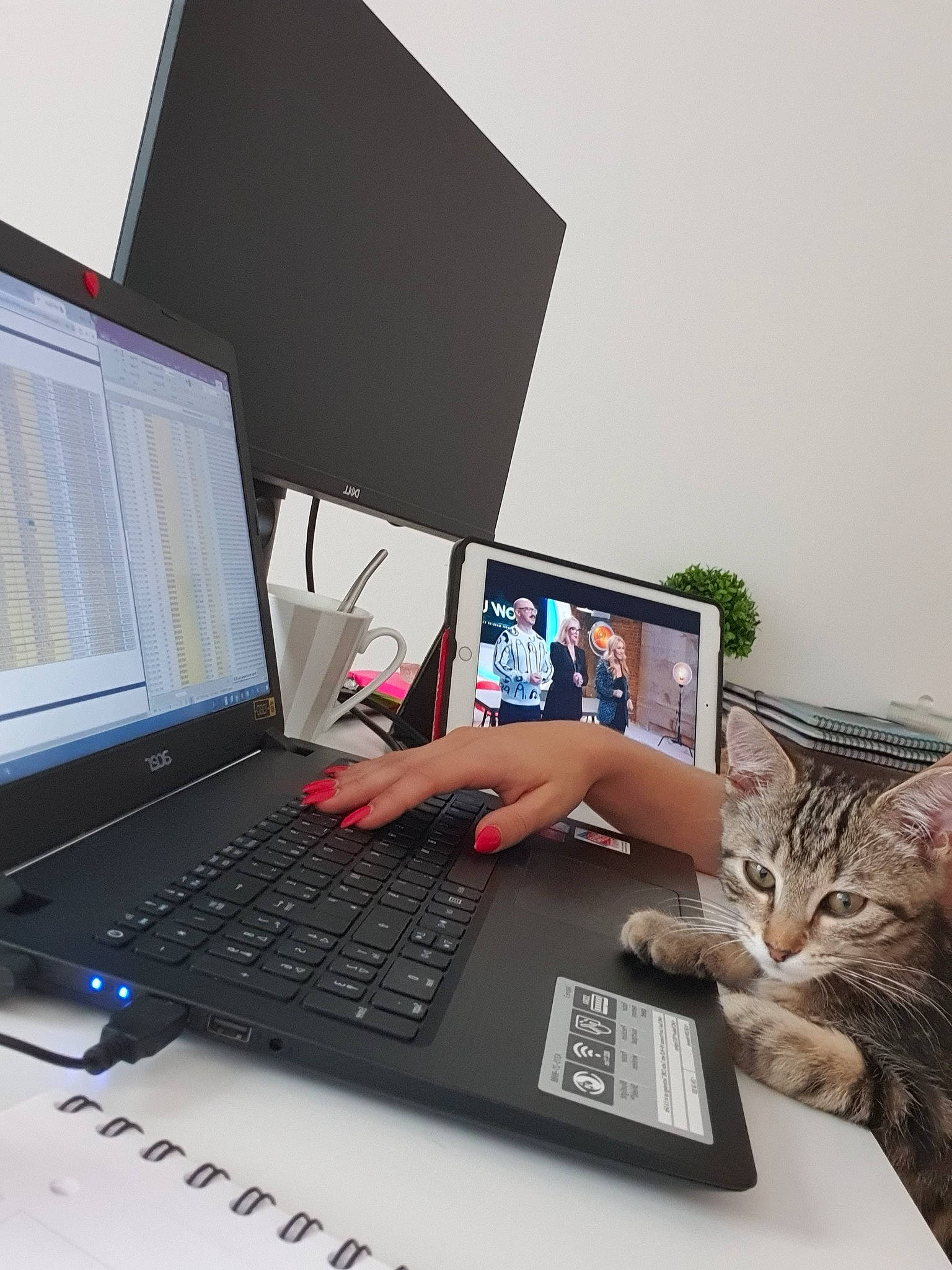 Rantaplan a rejoint le concours — aidez-le/la à gagner de superbes lots ! carnivore, cat, computer, computer_desk, computer_keyboard, display_device, electronic_device, felidae, kitten, lap, laptop, netbook, personal_computer, small_to_medium_sized_cats, software_engineering, technology, touchpad, whiskers