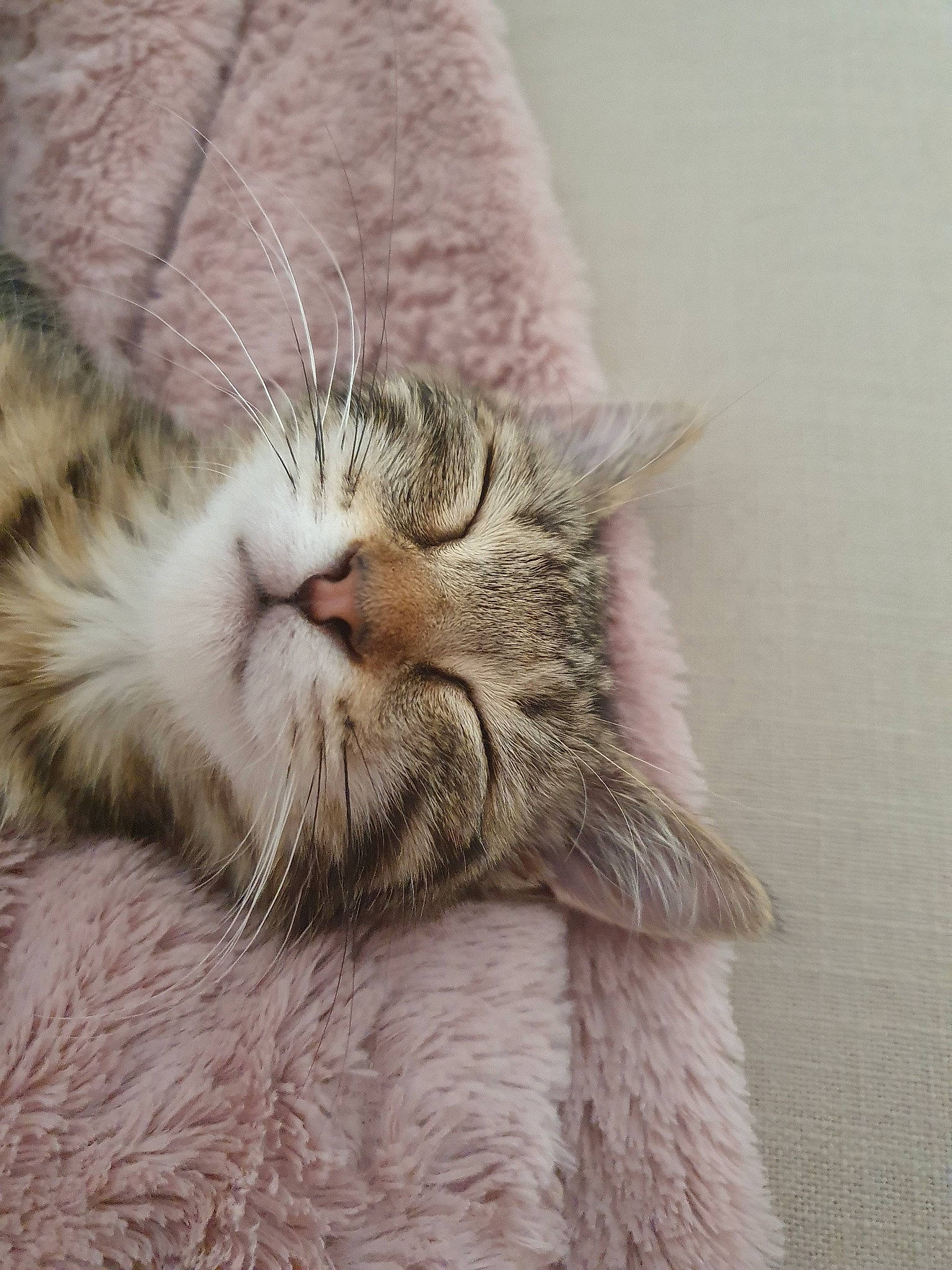 Rantaplan a rejoint le concours — aidez-le/la à gagner de superbes lots ! american_shorthair, asian, british_semi_longhair, carnivore, cat, claw, close_up, domestic_short_haired_cat, dragon_li, european_shorthair, felidae, fur, nap, nose, paw, pixie_bob, small_to_medium_sized_cats, snout, tabby_cat, whiskers