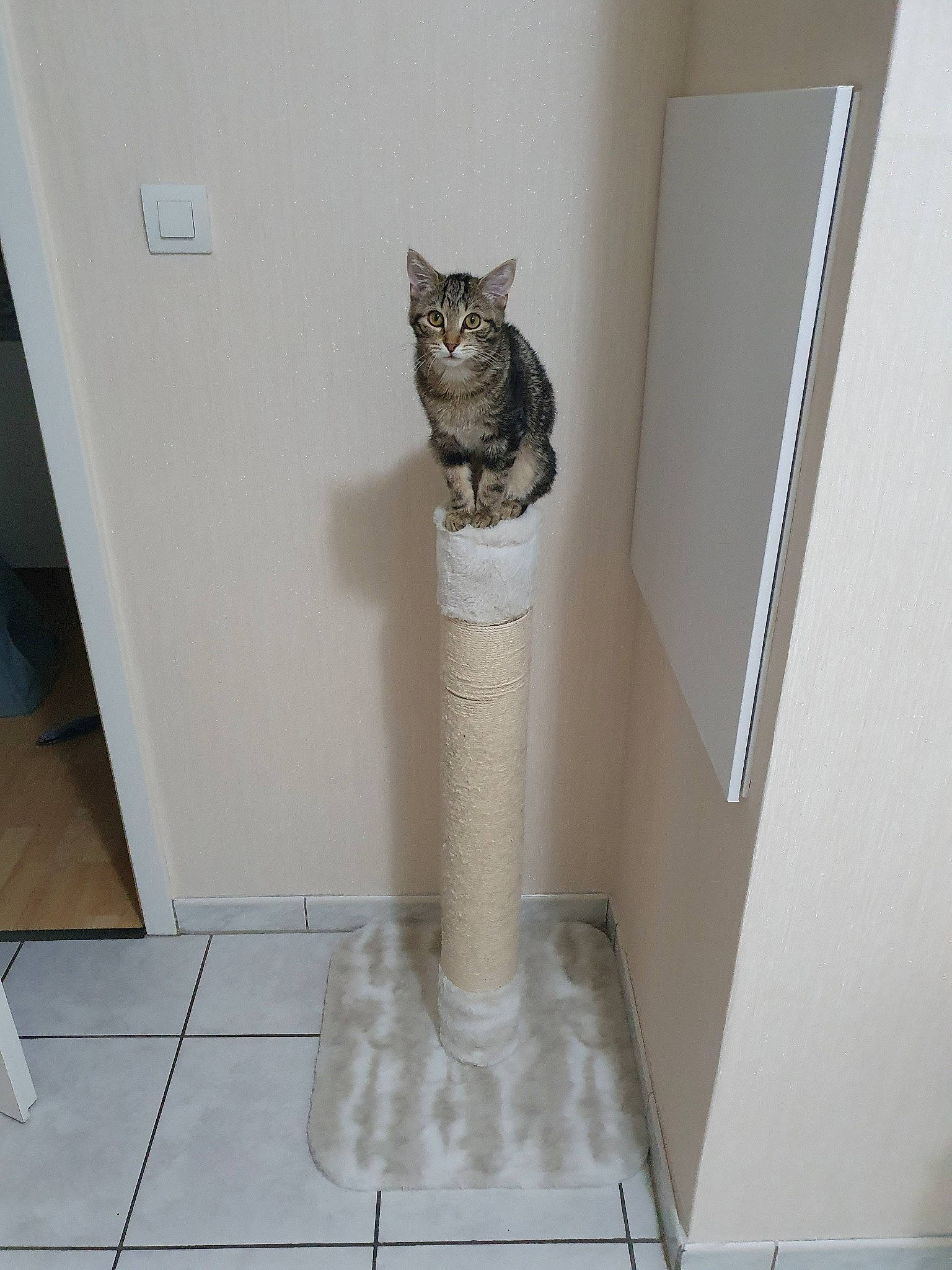 Rantaplan a rejoint le concours — aidez-le/la à gagner de superbes lots ! american_shorthair, carnivore, cat, domestic_short_haired_cat, egyptian_mau, european_shorthair, felidae, floor, kitten, polydactyl_cat, small_to_medium_sized_cats, tabby_cat, tail, whiskers