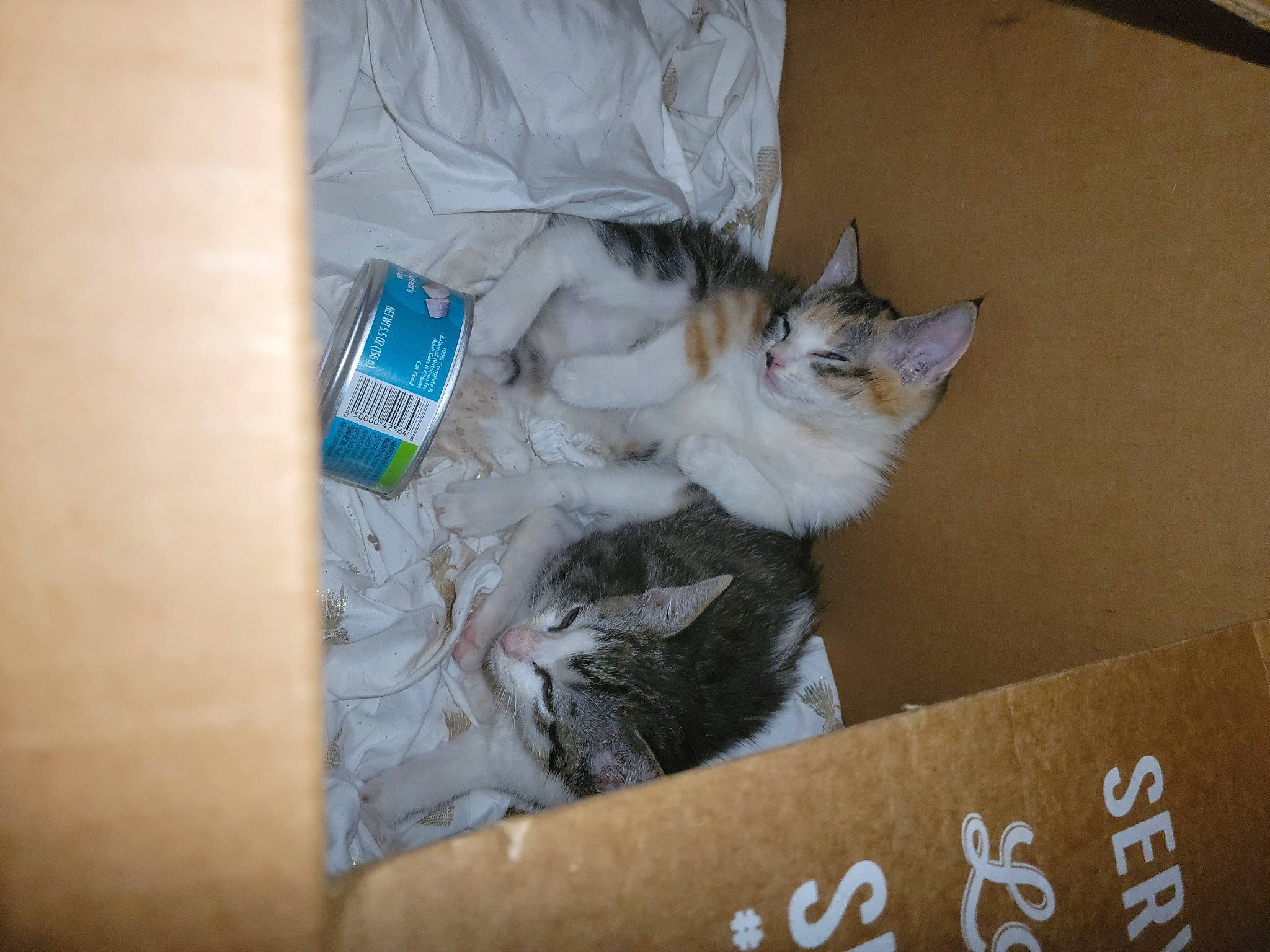 Gumball joined the competition — help win amazing prizes! box, cardboard, carnivore, carton, cat, domestic_short_haired_cat, felidae, fur, package_delivery, packaging_and_labeling, packing_materials, paper_product, plastic_bag, shipping_box, small_to_medium_sized_cats, whiskers, wood