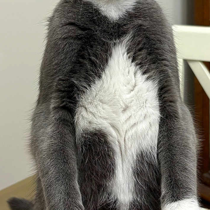 Bart joined the competition — help win amazing prizes! cat, gray_cat, white_paws, standing, indoor, curious, alert, feline, pet, animal, ears, whiskers, fur, table, chair, domestic_cat, looking_away, portrait, cute, household