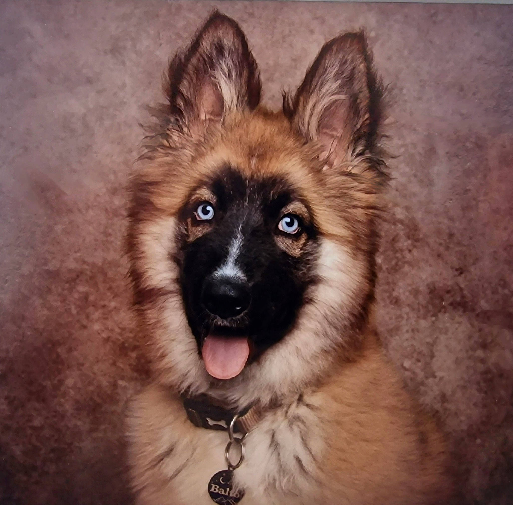 Balto joined the competition — help win amazing prizes! ancient_dog_breeds, canidae, carnivore, companion_dog, dog, dog_breed, fang, fawn, fur, jewellery, pet_supply, shout, snout, sporting_group, terrestrial_animal, whiskers, wildlife, working_animal, working_dog