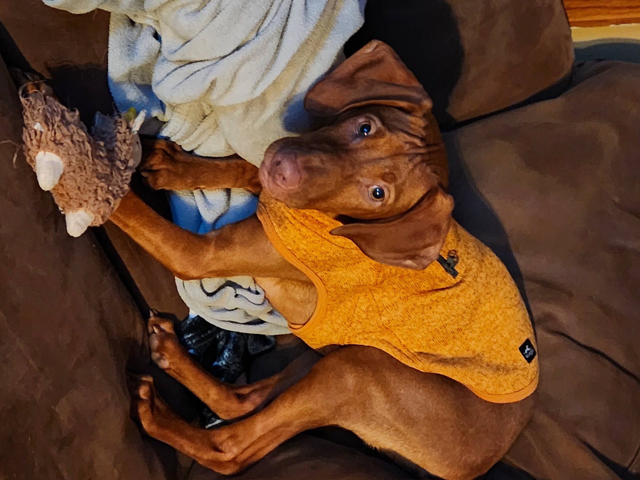 Ruger joined the competition — help win amazing prizes! canidae, carnivore, comfort, companion_dog, dog, dog_breed, fawn, fun, fur, gesture, guard_dog, hat, human_leg, jaw, personal_protective_equipment, snout, sporting_group, wood, working_animal, wrinkle