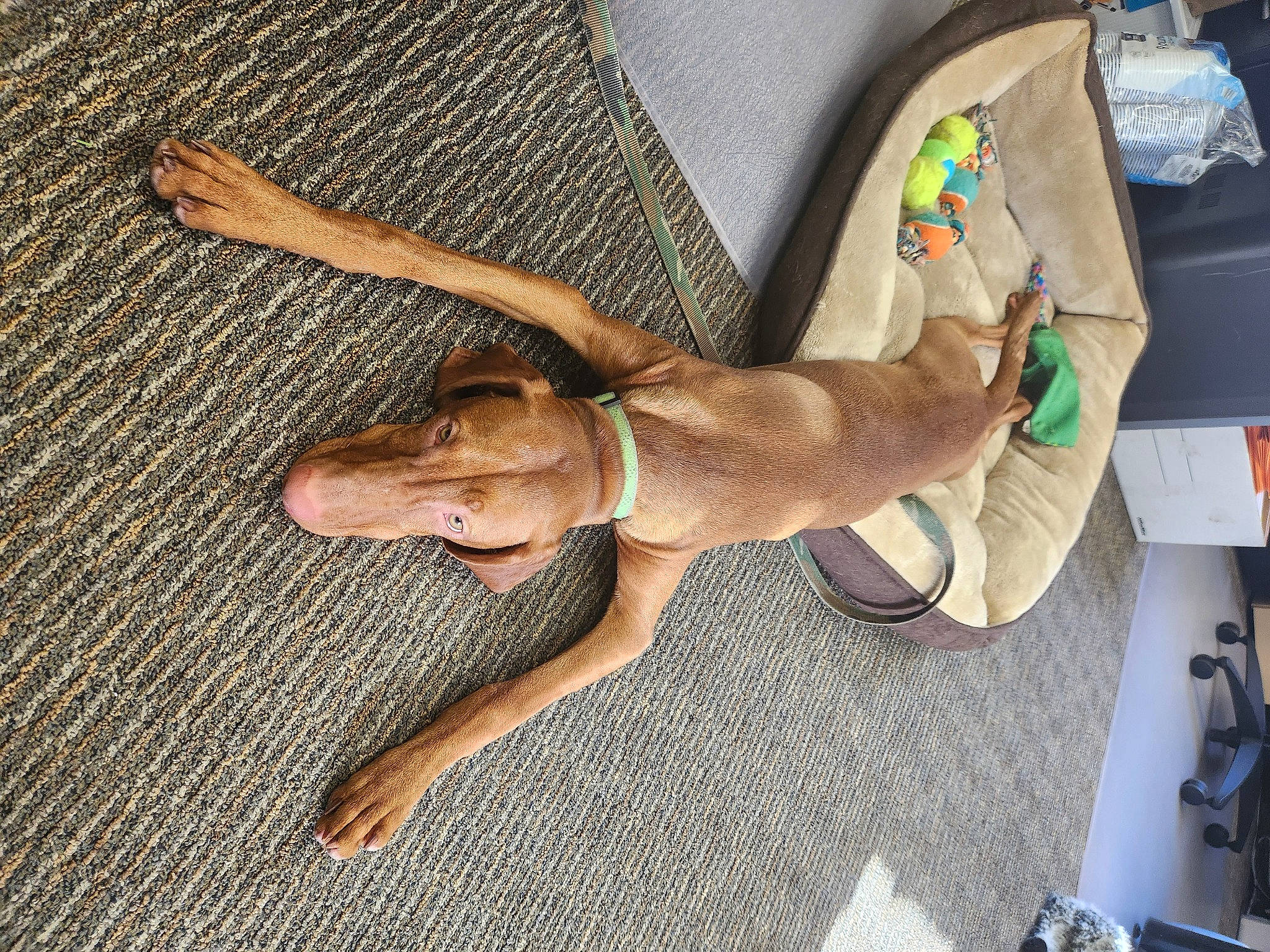 Ruger joined the competition — help win amazing prizes! art, canidae, carnivore, comfort, companion_dog, dog, dog_breed, fawn, flooring, foot, human_leg, paw, sporting_group, stuffed_toy, tail, terrestrial_animal, thigh, toy, wood, working_animal