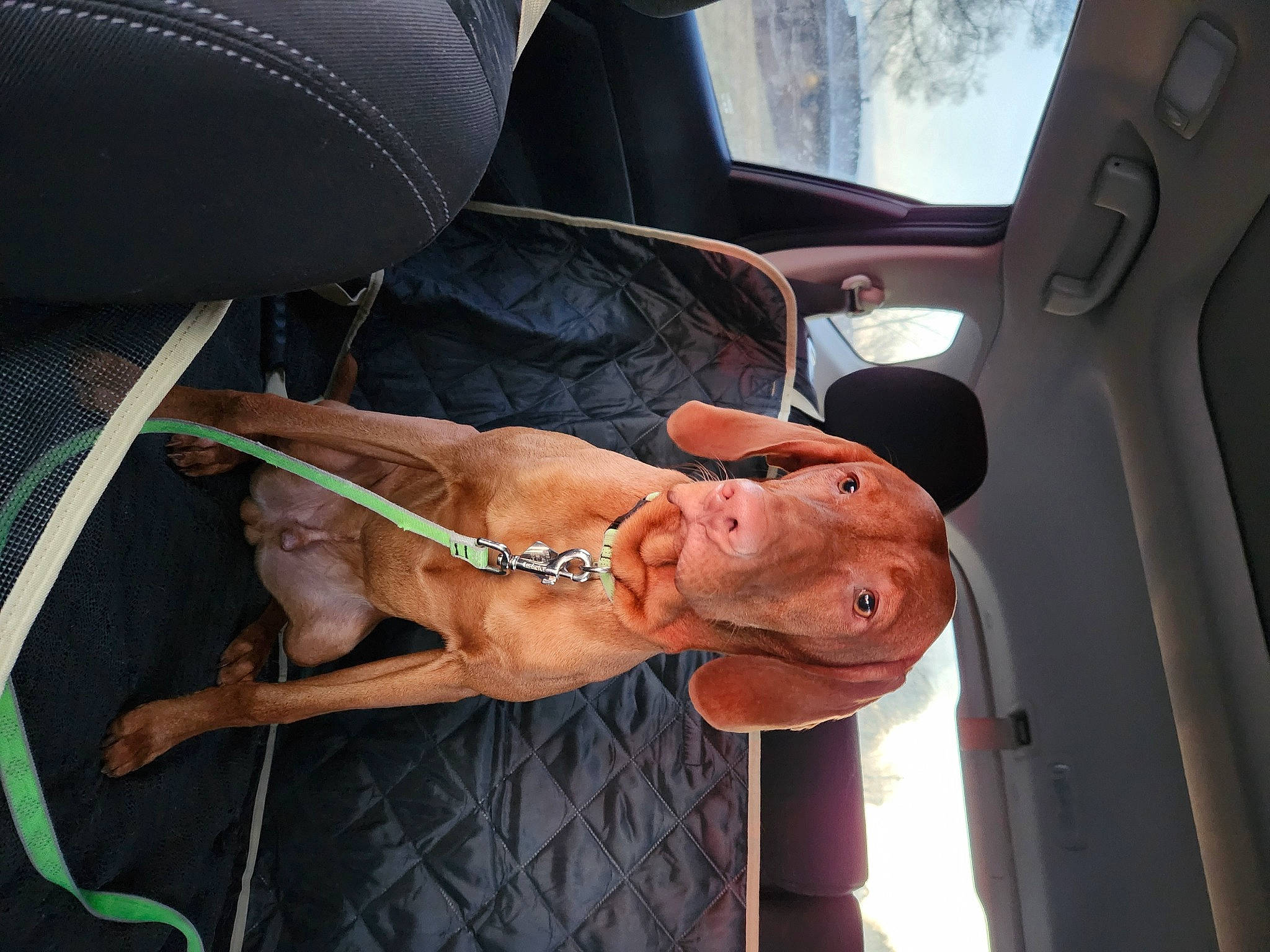 Ruger joined the competition — help win amazing prizes! auto_part, automotive_exterior, car_seat, car_seat_cover, carnivore, collar, dog, dog_breed, elbow, family_car, fawn, gesture, head_restraint, human_leg, steering_wheel, vehicle, vehicle_door, window, working_animal, wrist