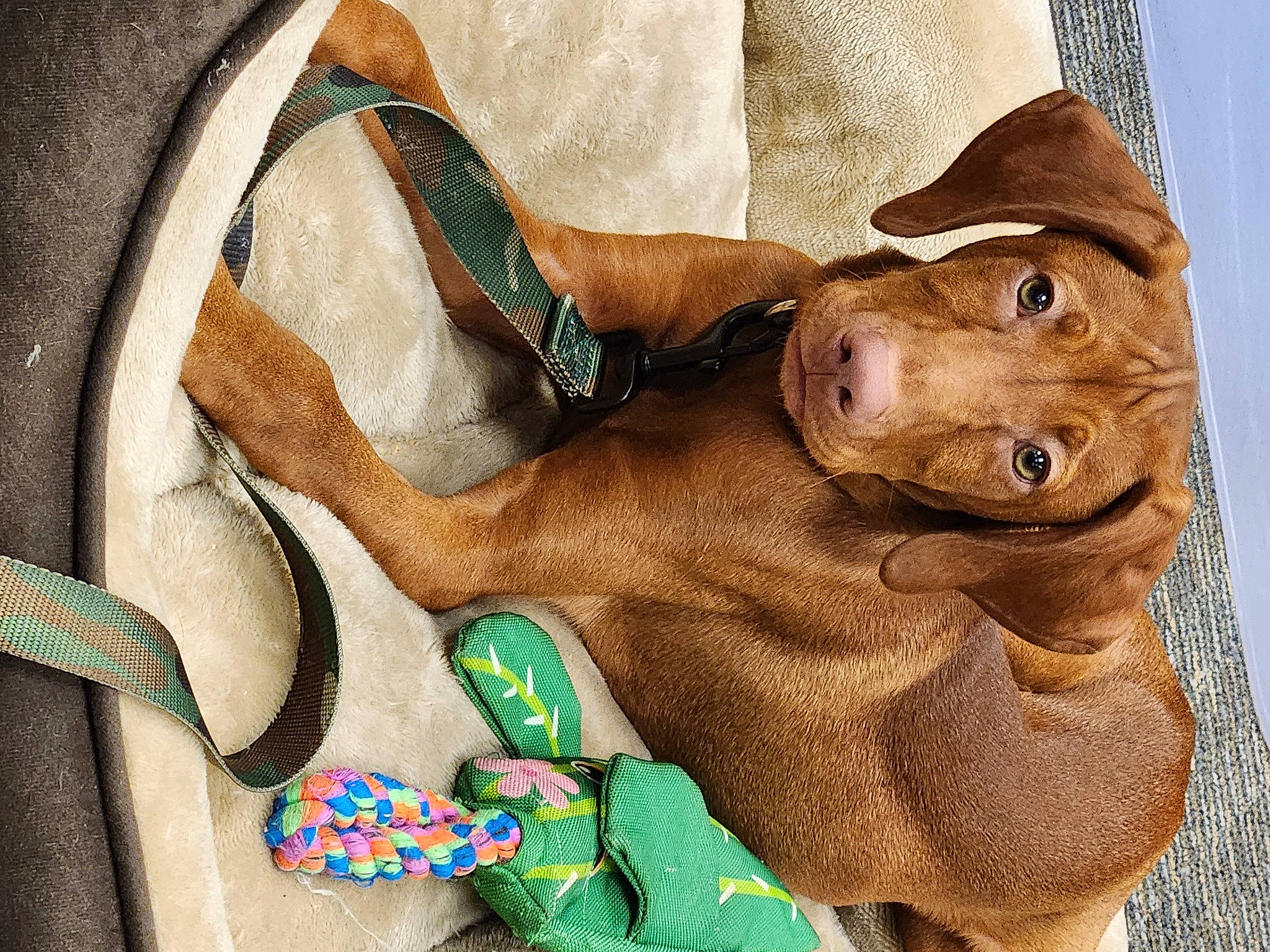 Ruger is registered to the contest to win money with this photo: ancient_dog_breeds, art, chest, drawing, fashion_accessory, fawn, fictional_character, hat, illustration, liver, painting, pattern, terrestrial_animal, trunk, visual_arts, watercolor_paint, working_animal