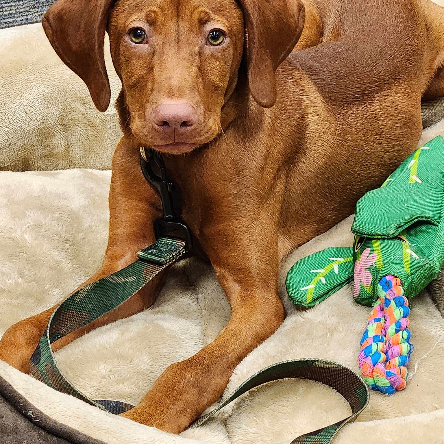 Ruger