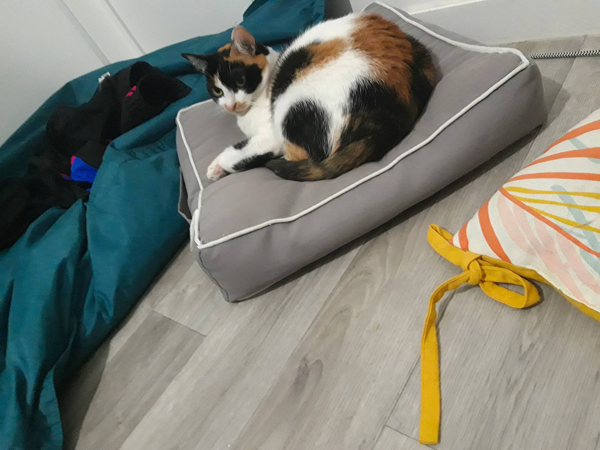 Roucky a rejoint le concours — aidez-le/la à gagner de superbes lots ! bag, cable, carnivore, cat, cat_supply, comfort, companion_dog, domestic_short_haired_cat, felidae, flooring, fur, hardwood, luggage_and_bags, pet_supply, room, small_to_medium_sized_cats, tail, whiskers, wood, wood_flooring