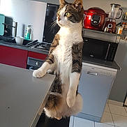 Minette a rejoint le concours — aidez-le/la à gagner de superbes lots ! cat, kitchen, chair, table, appliances, countertop, floor, tile_floor, dishwasher, microwave, blender, food_processor, red_appliance, window_light, indoor, pet, domestic_animal, curious, sitting, whiskers