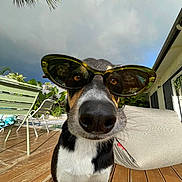 Onze a rejoint le concours — aidez-le/la à gagner de superbes lots ! dog, sunglasses, outdoor, deck, wooden_floor, lounge_chair, plant, tropical, sunny, closeup, pet, black_and_white, canine, summer, shade, relaxation, house, window, animal, funny