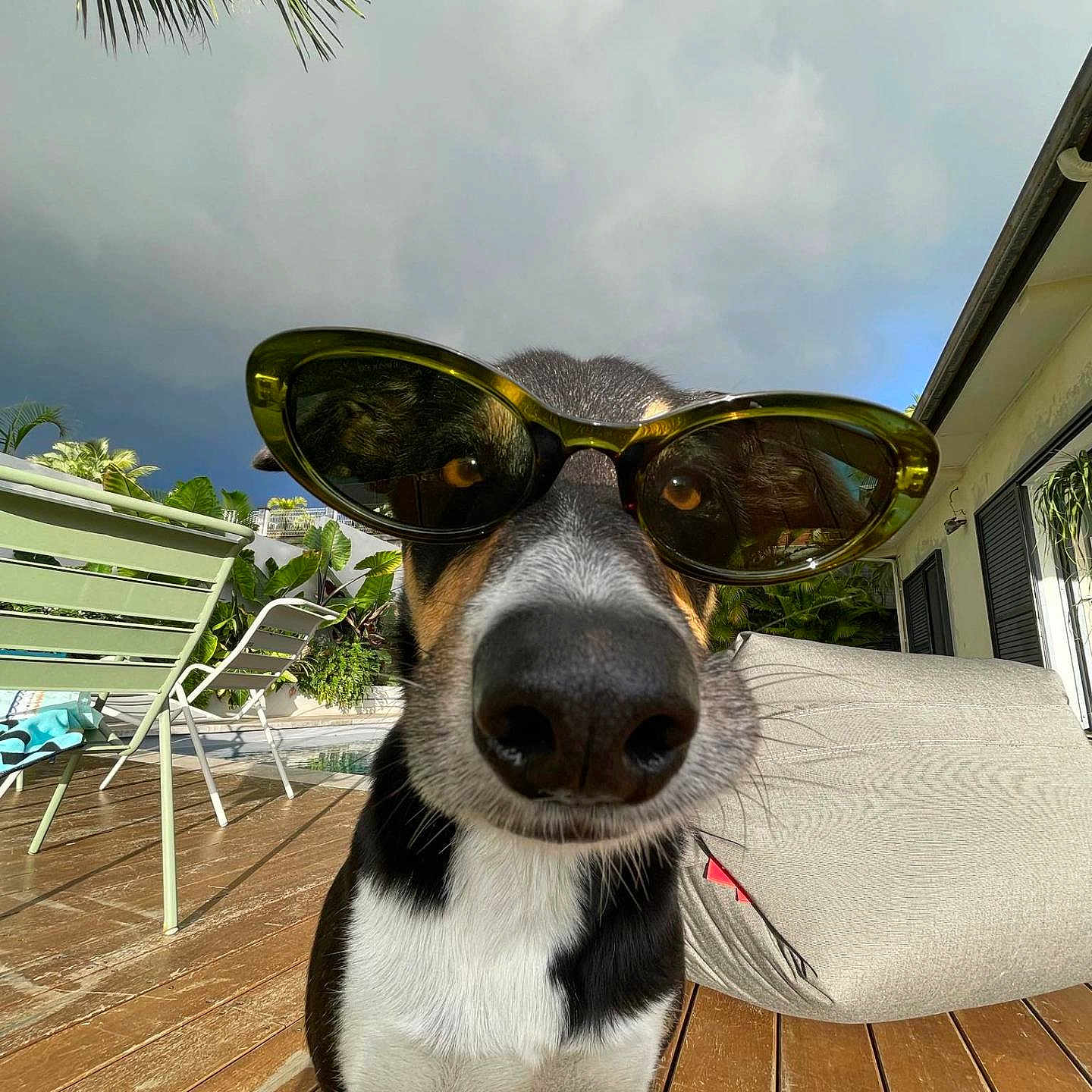 Onze a rejoint le concours — aidez-le/la à gagner de superbes lots ! dog, sunglasses, outdoor, deck, wooden_floor, lounge_chair, plant, tropical, sunny, closeup, pet, black_and_white, canine, summer, shade, relaxation, house, window, animal, funny