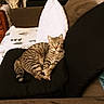 cat, tabby_cat, couch, cushion, living_room, computer_monitor, white_pillow, brown_furniture, indoor, pet, relaxed, striped_fur, home, window, curtains, decor, framed_picture, electronics, resting, domestic_animal